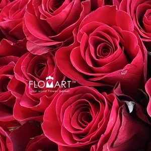 Rosa Redvolution - Image 2