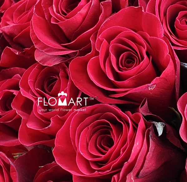 Rosa Redvolution