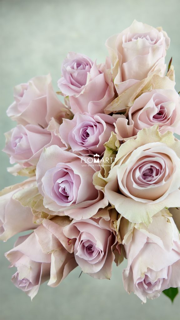 Rosa Remembrance