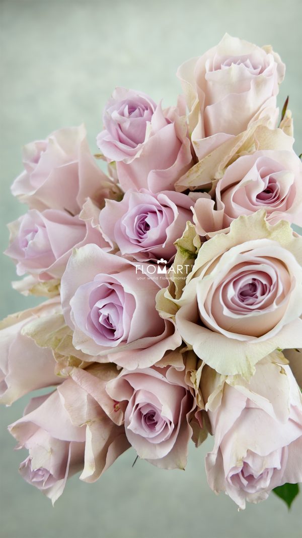 Rosa Remembrance