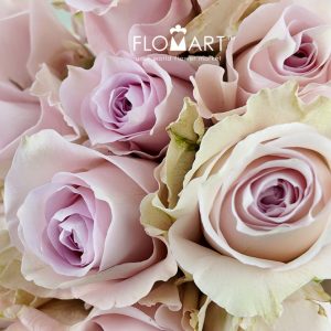 Rosa Remembrance - Image 2
