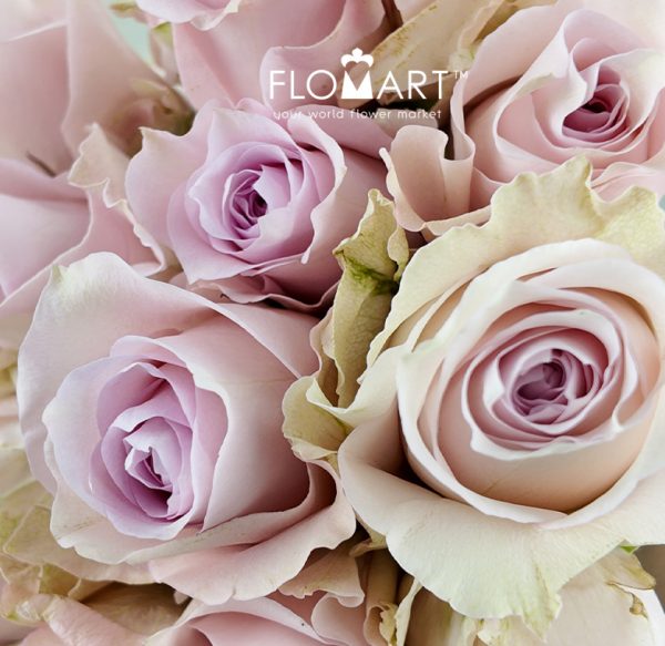 Rosa Remembrance