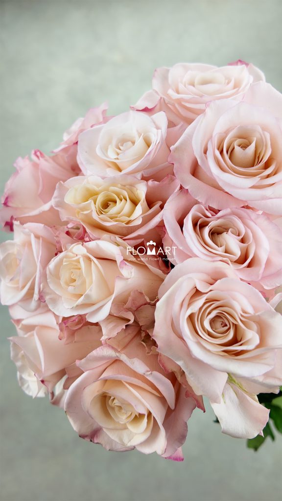 Rosa Rhoslyn