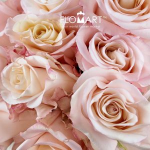 Rosa Rhoslyn - Image 2