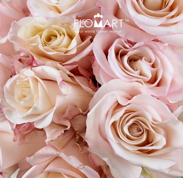 Rosa Rhoslyn