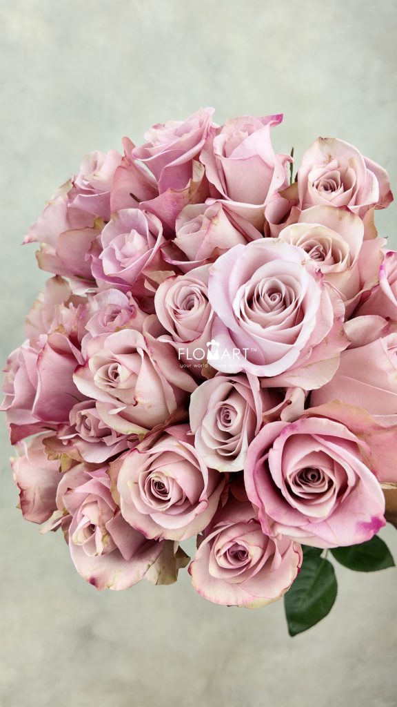 Rosa Secret Garden