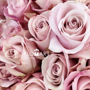 Rosa Secret Garden - Image 2