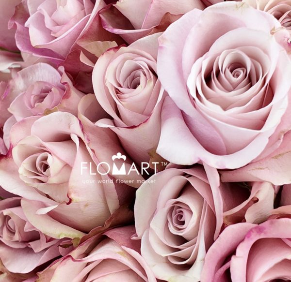 Rosa Secret Garden
