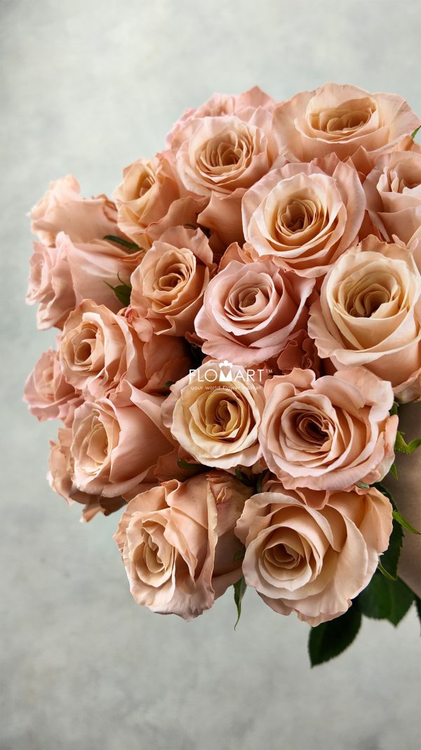 Rosa Shimmer