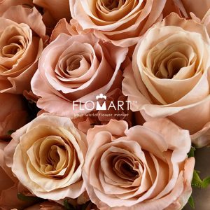 Rosa Shimmer - Image 2