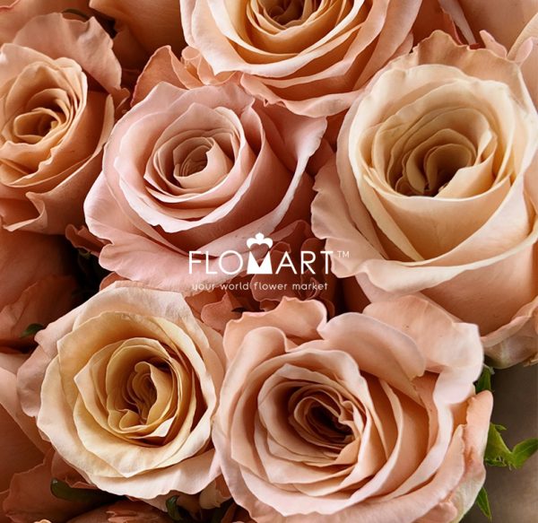 Rosa Shimmer