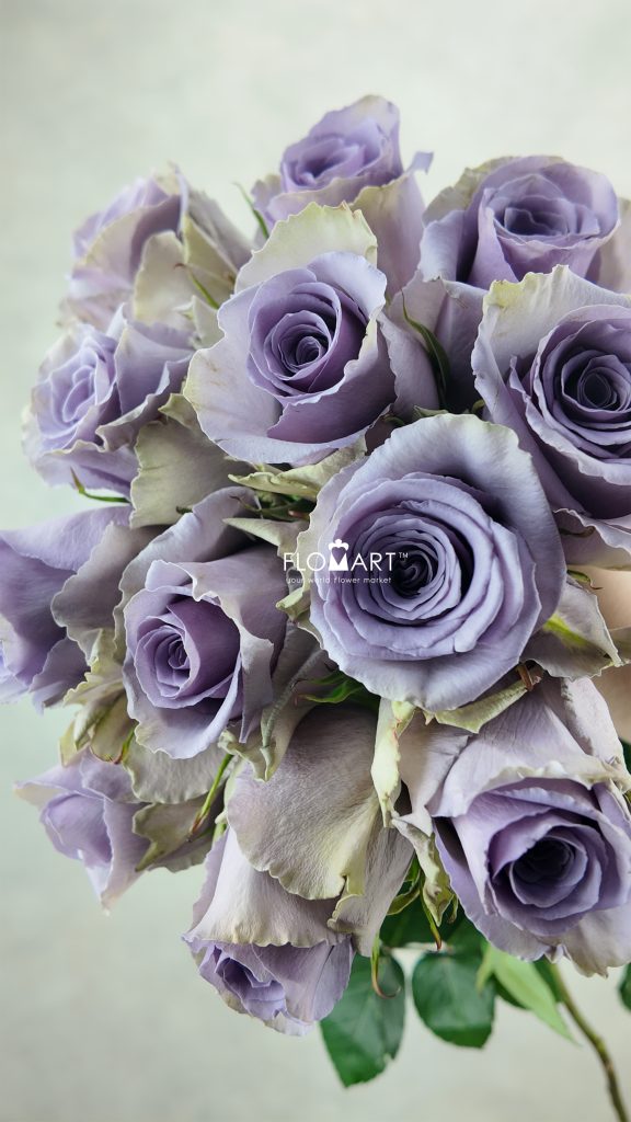 Rosa Shocking Blue