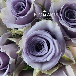 Rosa Shocking Blue - Image 2