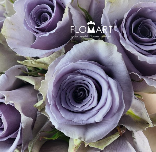 Rosa Shocking Blue