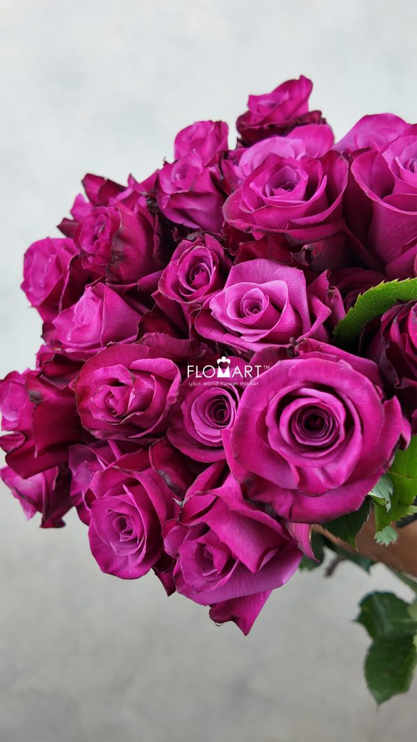 Rosa Shogun Rosa Shogun