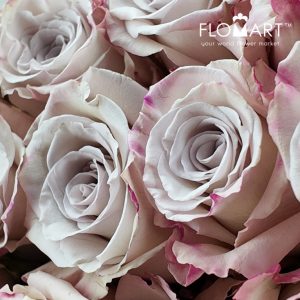 Rosa Silver Sand - Image 2
