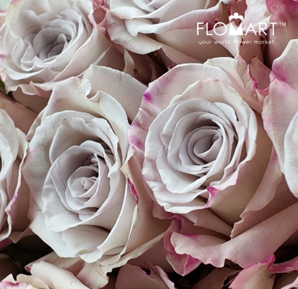 Rosa Silver Sand