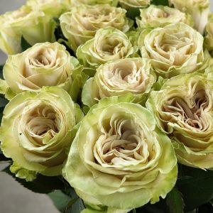 Rosa Spectra