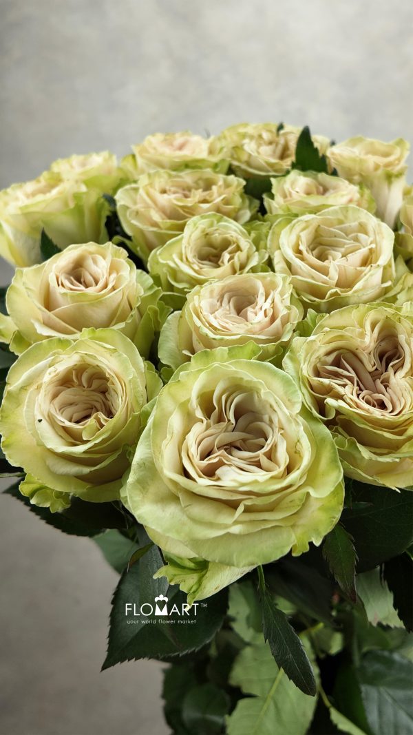 Rosa Spectra
