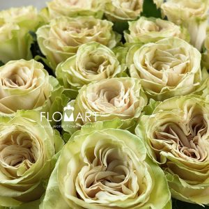 Rosa Spectra - Image 2