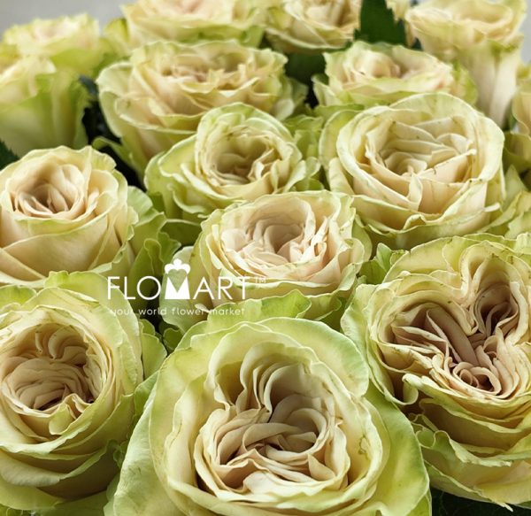 Rosa Spectra