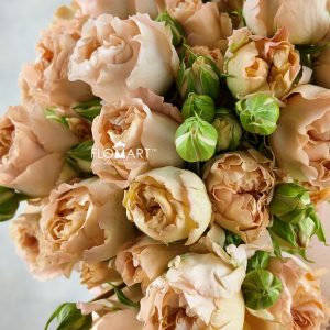 Rosa Spray Apricot Lace