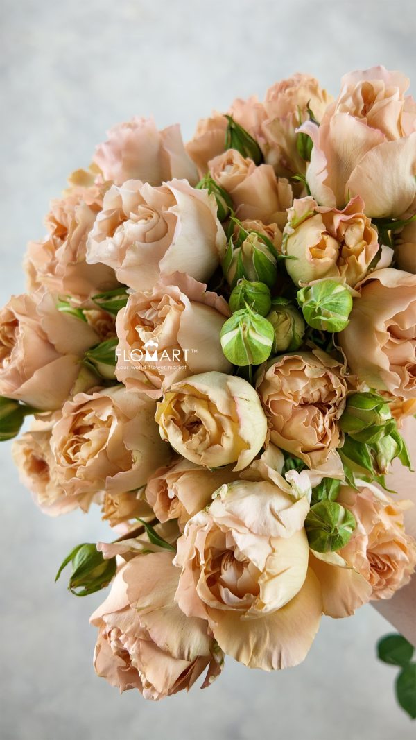 Rosa Spray Apricot Lace