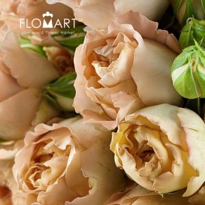 Rosa Spray Apricot Lace - Image 2