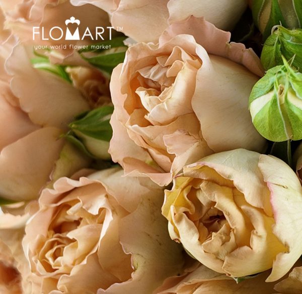 Rosa Spray Apricot Lace