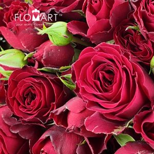 Rosa spray Bloodred Bubble - Image 2