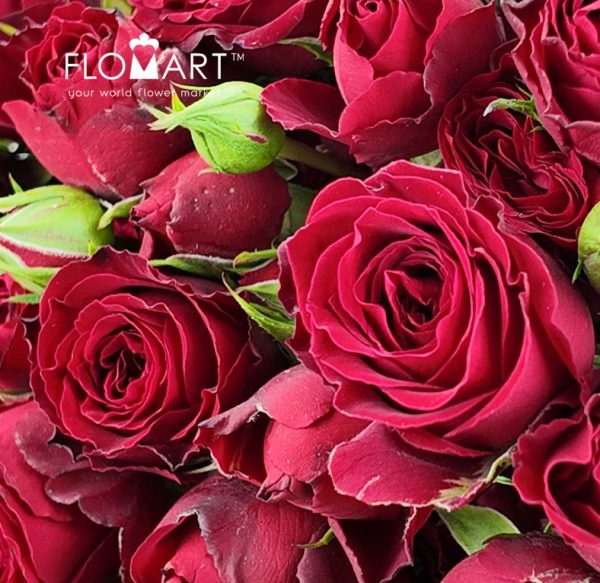 Rosa spray Bloodred Bubble