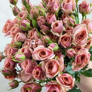 Rosa Spray Dotey Lover