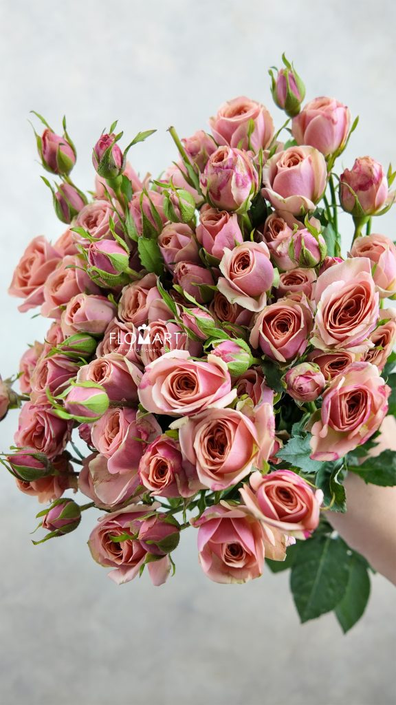 Rosa Spray Dotey Lover