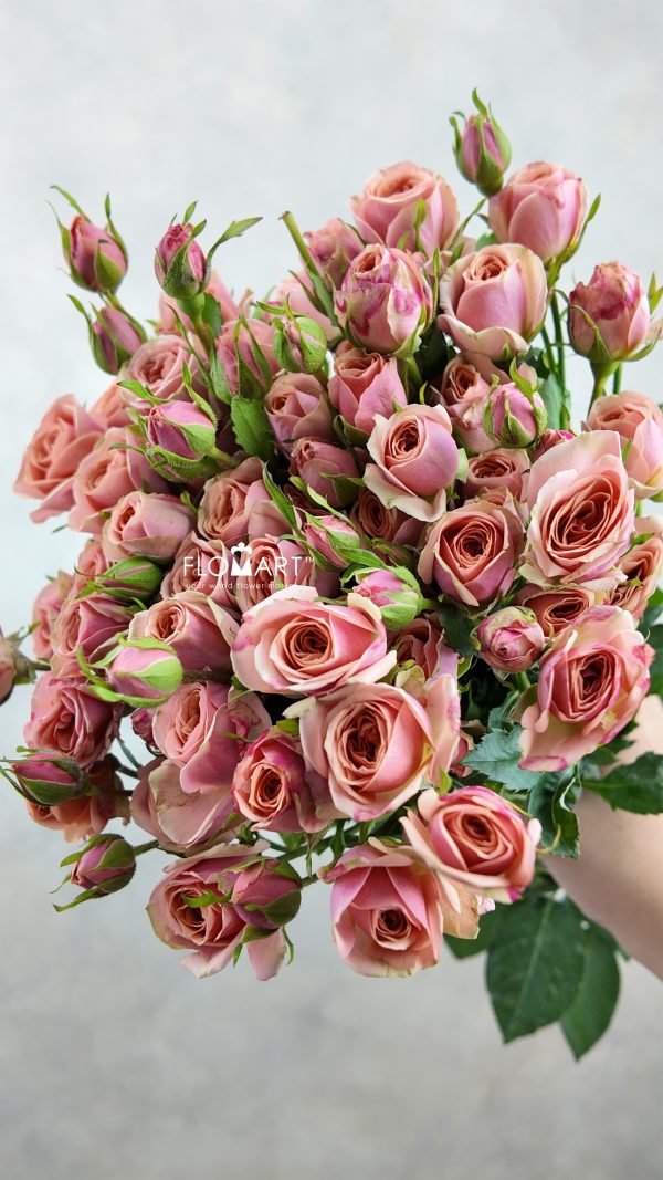 Rosa Spray Dotey Lover