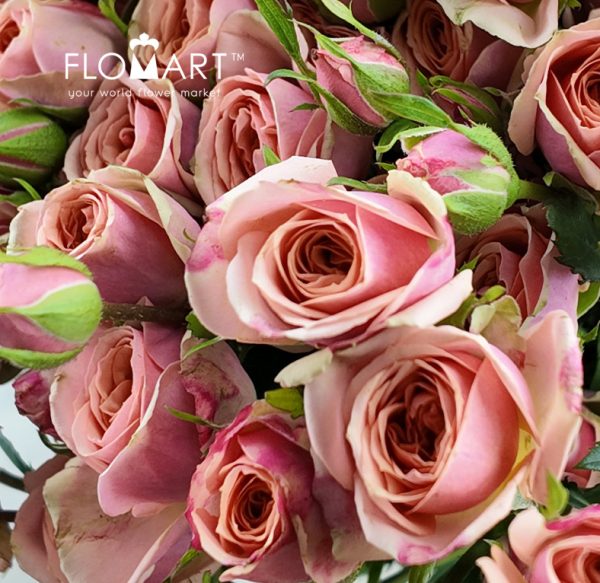 Rosa Spray Dotey Lover