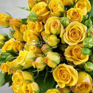Rosa Spray Dream Bobby