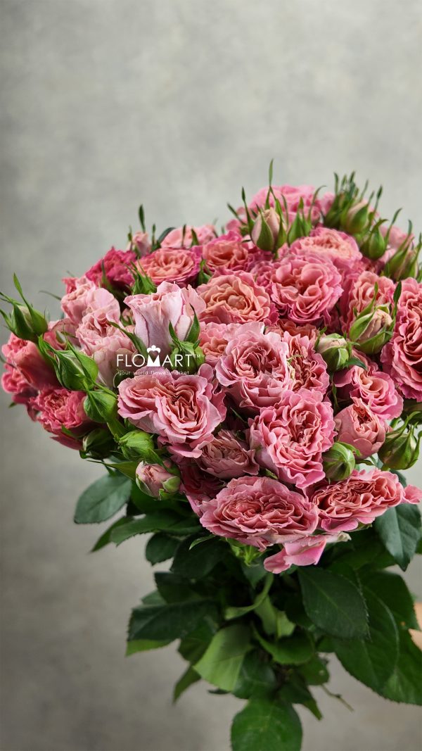 Rosa Spray Elisabeth of Bavaria