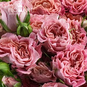 Rosa Spray Elisabeth of Bavaria - Image 2