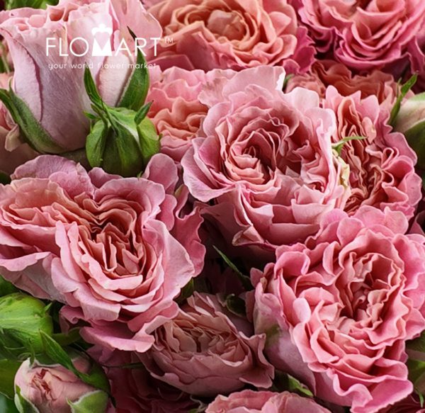 Rosa Spray Elisabeth of Bavaria