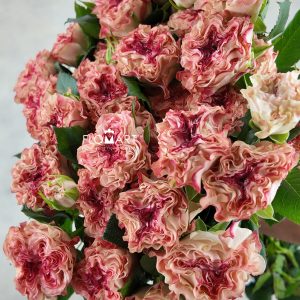 Rosa Spray Fairy