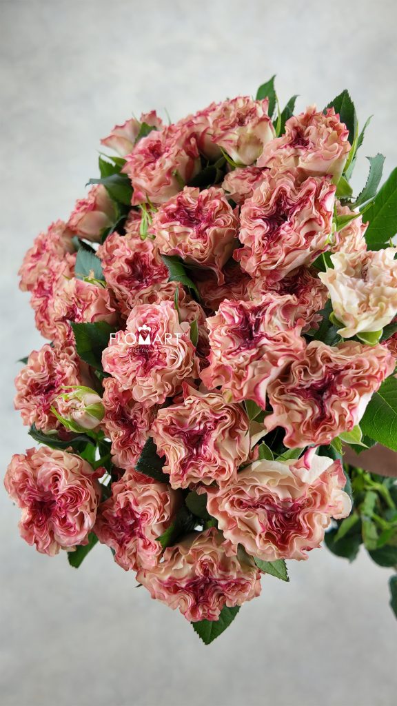 Rosa Spray Fairy