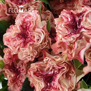 Rosa Spray Fairy - Image 2