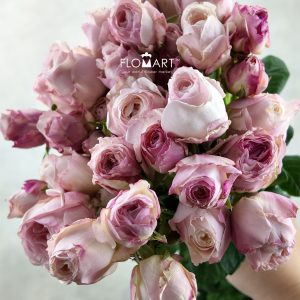 Rosa Spray Kayla