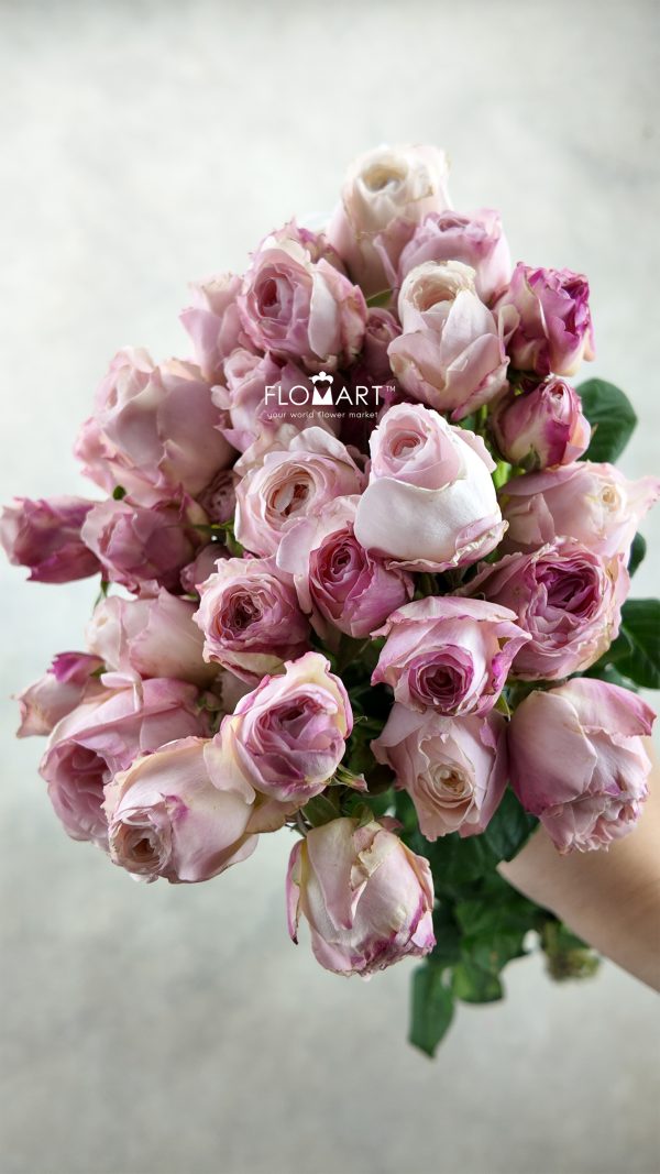 Rosa Spray Kayla
