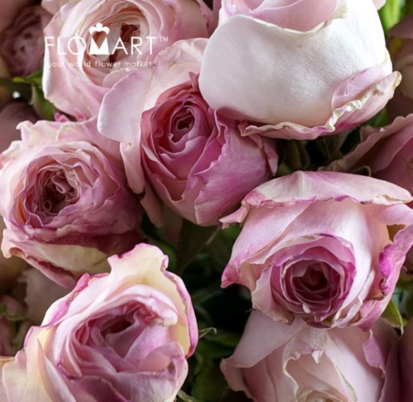 Rosa Spray Kayla