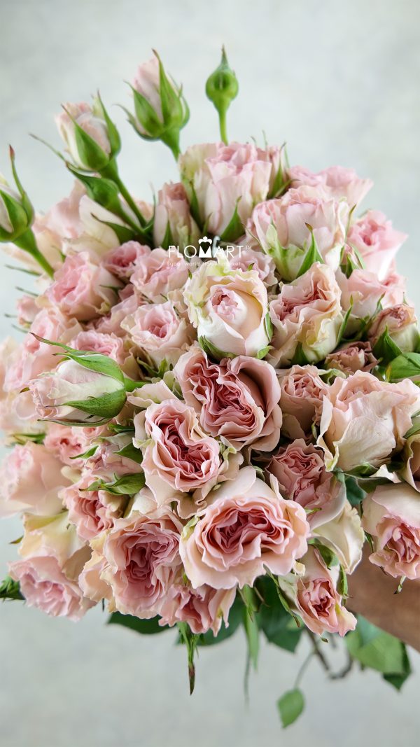 Rosa Spray Mermaid Princess Rosa Spray Mermaid Princess