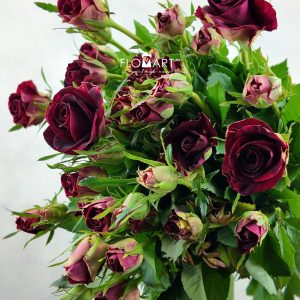 Rosa Spray Pretty