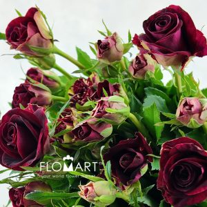 Rosa Spray Pretty - Image 2