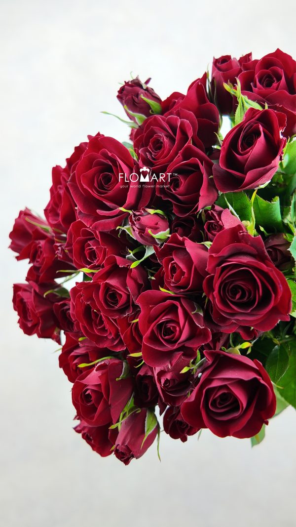 Rosa Spray Red Velvet