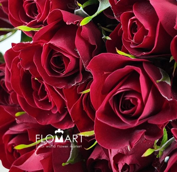 Rosa Spray Red Velvet